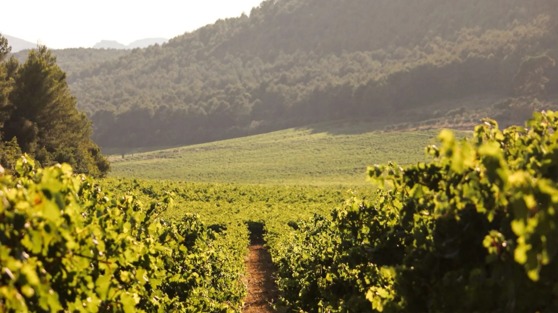 Domaine viticole Roquevaire