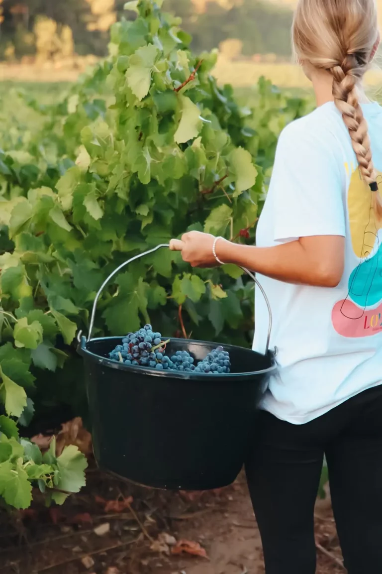 Le Grand Rouviere Oenotourisme Cassis Vendanges2 1